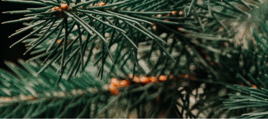 CZARNECCY spygliuočiai lapuočių vaisiai viržiai rododendrai azalijos viržiai 03