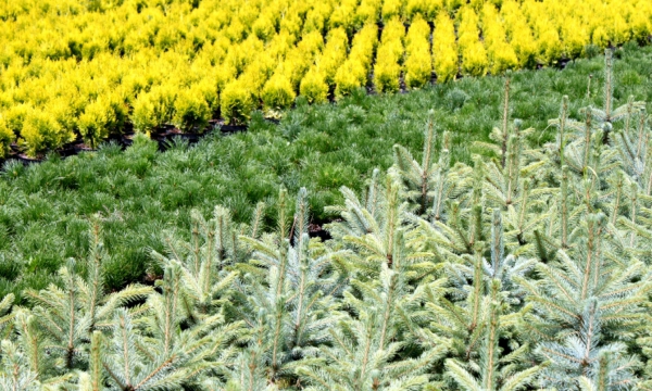 CZARNECCY spygliuočiai lapuočių vaisiai viržiai rododendrai azalijos viržiai 01
