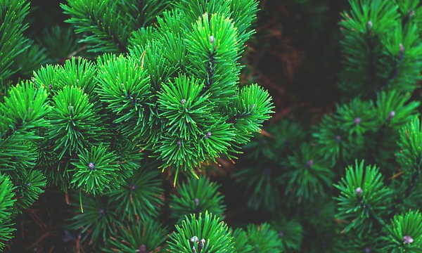 CZARNECCY spygliuočiai lapuočių vaisiai viržiai rododendrai azalijos viržiai 04