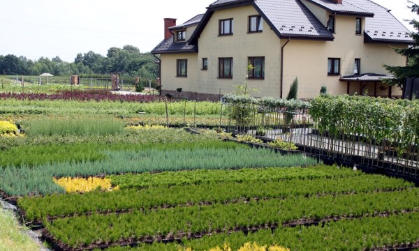 CZARNECCY spygliuočiai lapuočių vaisiai viržiai rododendrai azalijos viržiai 05