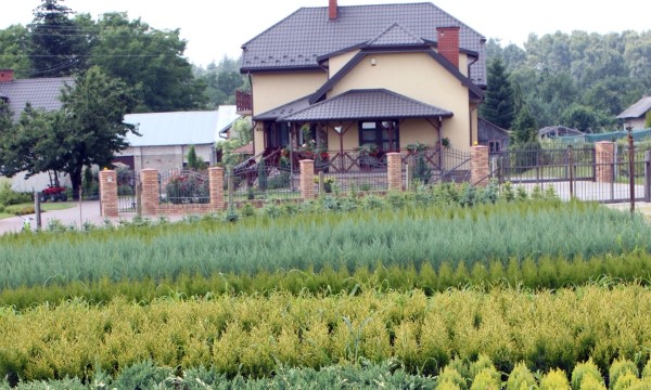 CZARNECCY spygliuočiai lapuočių vaisiai viržiai rododendrai azalijos viržiai 06