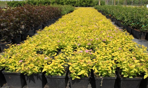 CZARNECCY spygliuočiai lapuočių vaisiai viržiai rododendrai azalijos viržiai 08