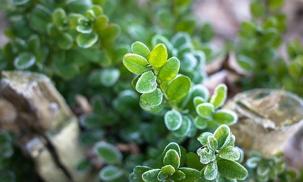CZARNECCY spygliuočiai lapuočių vaisiai viržiai rododendrai azalijos viržiai 10