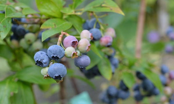 CZARNECCY spygliuočiai lapuočių vaisiai viržiai rododendrai azalijos viržiai 11